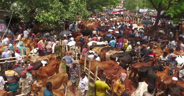 টেপাখোলা হাট